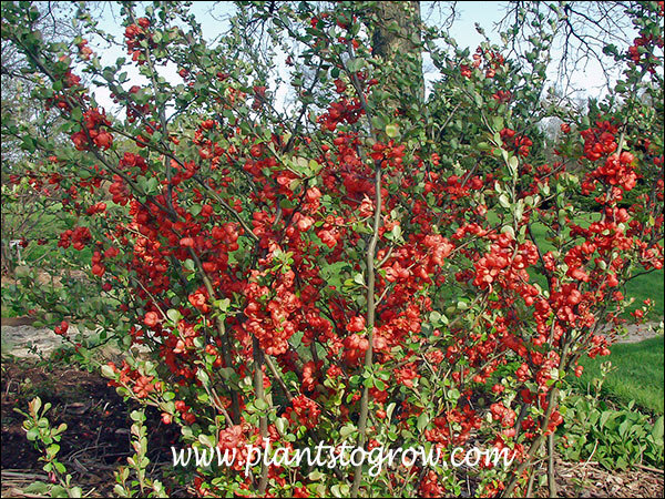 The plant is full bloom and the leaves are staring to become full.